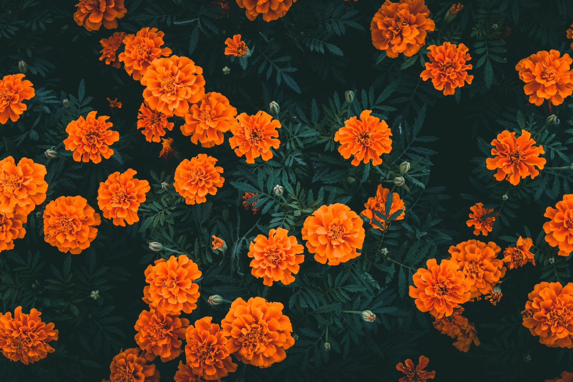 Flower Garden Design
